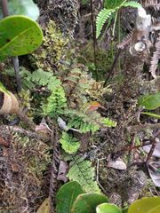 Adenophorus tamariscinus