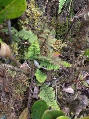 Adenophorus tamariscinus