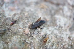 Hygia lativentris