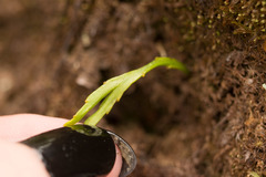 Psilotum complanatum