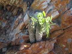 Euphorbia clava