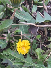 Taraxacum officinale