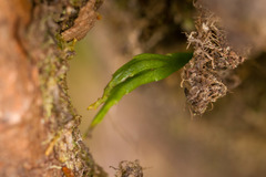 Psilotum complanatum