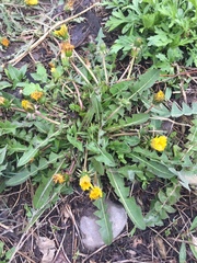 Taraxacum officinale