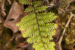 Adenophorus tamariscinus