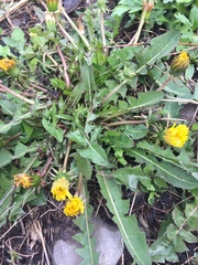 Taraxacum officinale