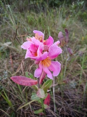 Kielmeyera rubriflora