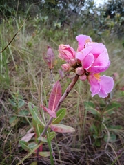 Kielmeyera rubriflora