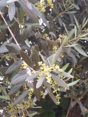 Olea europaea