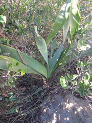 Cyrtanthus obliquus
