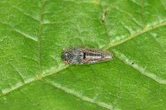 Speudotettix subfusculus