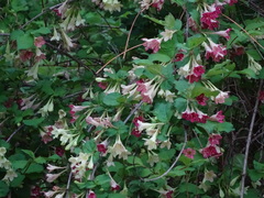 Weigela subsessilis