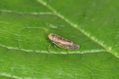 Speudotettix subfusculus