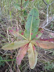 Kielmeyera rubriflora