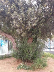 Olea europaea