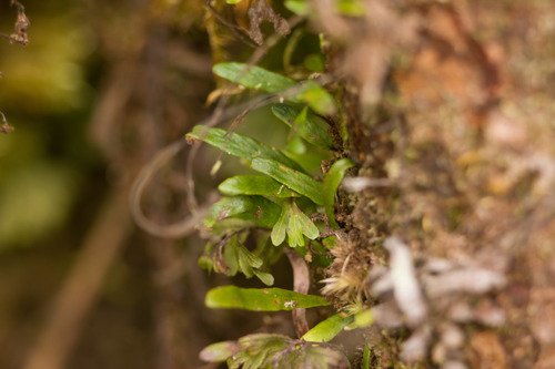 Kolokolo (Adenophorus tenellus)