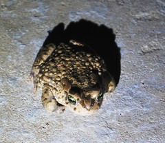 Vandijkophrynus