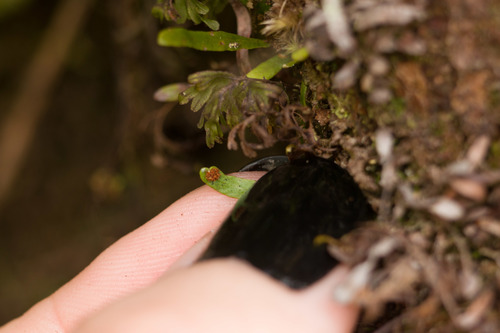 Kolokolo (Adenophorus tenellus)