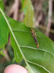 Ichthyurus klapperichi