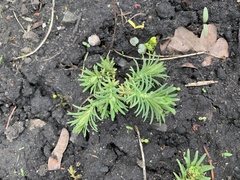 Euphorbia cyparissias