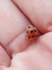 Epilachna maculicollis