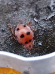 Epilachna maculicollis