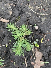 Euphorbia cyparissias
