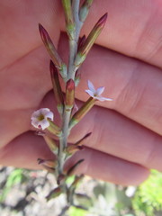 Adromischus sphenophyllus