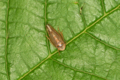 Speudotettix subfusculus