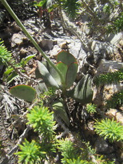 Adromischus sphenophyllus