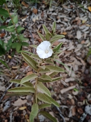 Distimake tomentosus