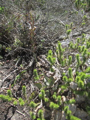 Adromischus sphenophyllus