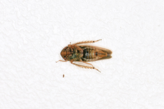 Speudotettix subfusculus