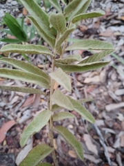 Distimake tomentosus