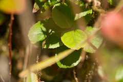Vaccinium dentatum