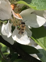 Apis mellifera