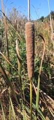 Typha capensis