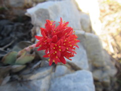 Crassula perfoliata