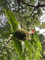 Costus lucanusianus