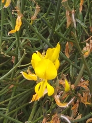 Spartium junceum