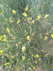 Spartium junceum
