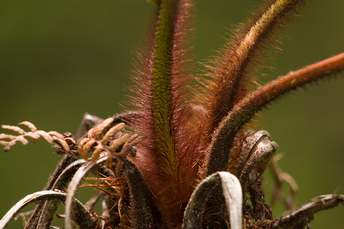 Cibotium menziesii