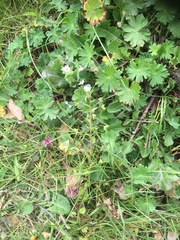 Geranium pyrenaicum