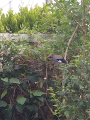 Garrulus glandarius