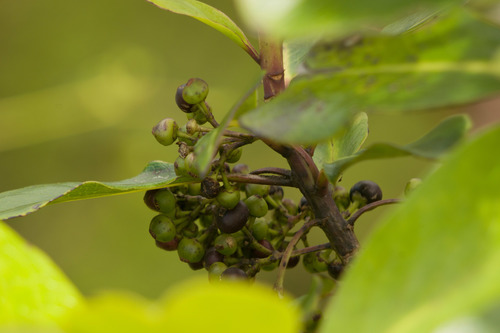 Ilex anomala