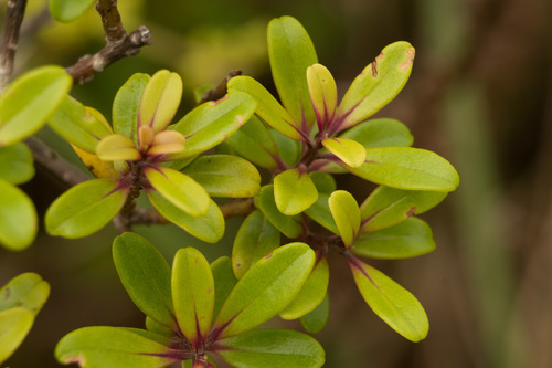 Myrsine sandwicensis