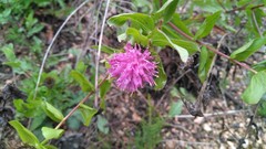 Centaurea pectinata