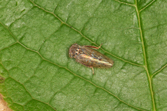 Idiocerus vicinus