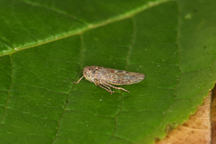 Idiocerus vicinus