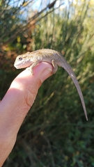 Bradypodion thamnobates